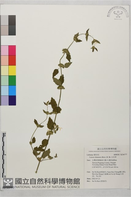 白花草藏品圖，第1張