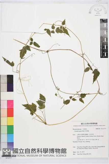 串鼻龍藏品圖，第1張