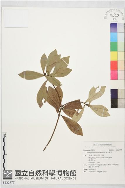 華南木薑子藏品圖，第1張