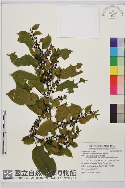 桶鉤藤藏品圖，第1張