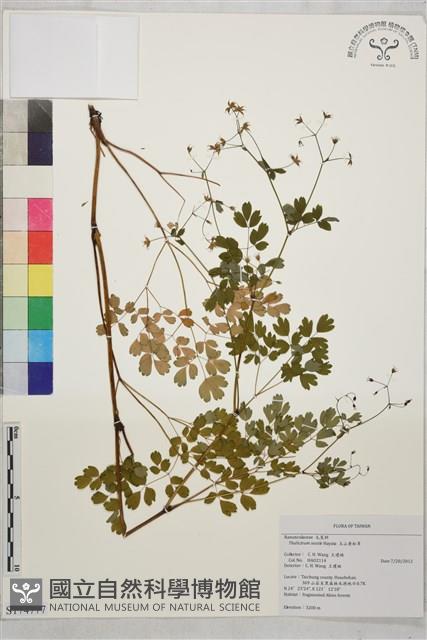 玉山唐松草藏品圖，第1張