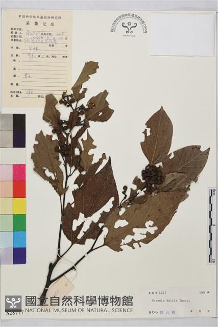 枳椇藏品圖，第1張