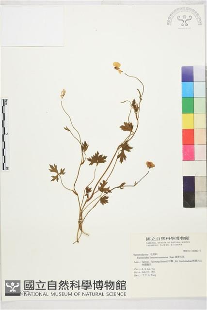 蓬萊毛茛藏品圖，第1張