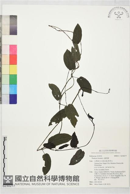 雞屎藤藏品圖，第1張
