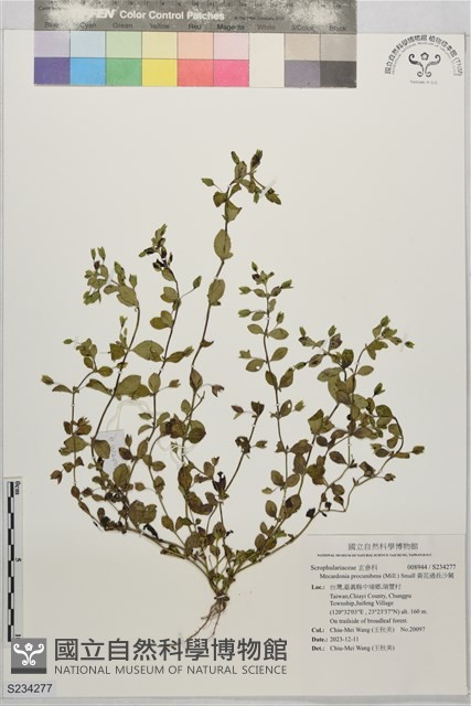 黃花過長沙舅藏品圖，第1張