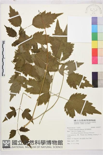 細花鐵線蓮藏品圖，第1張