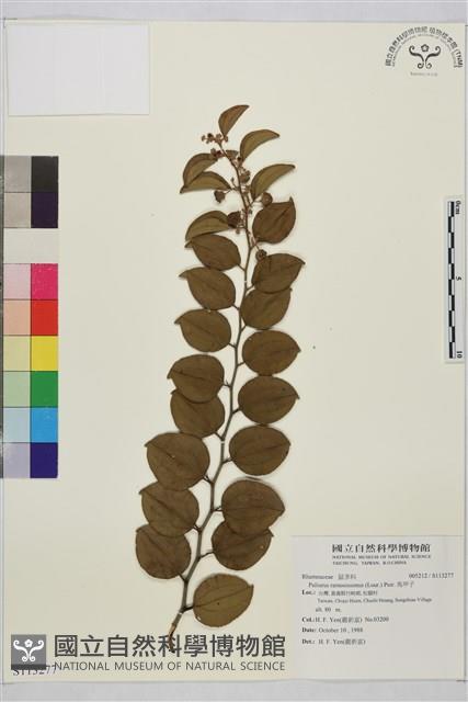 馬甲子藏品圖，第1張