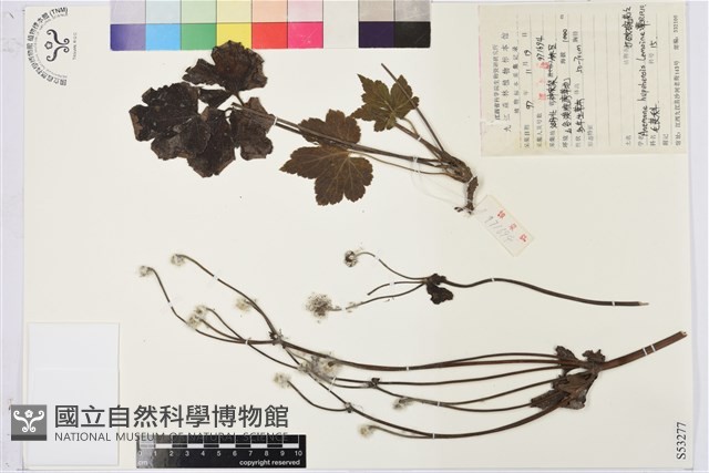 打破碗花花藏品圖，第1張