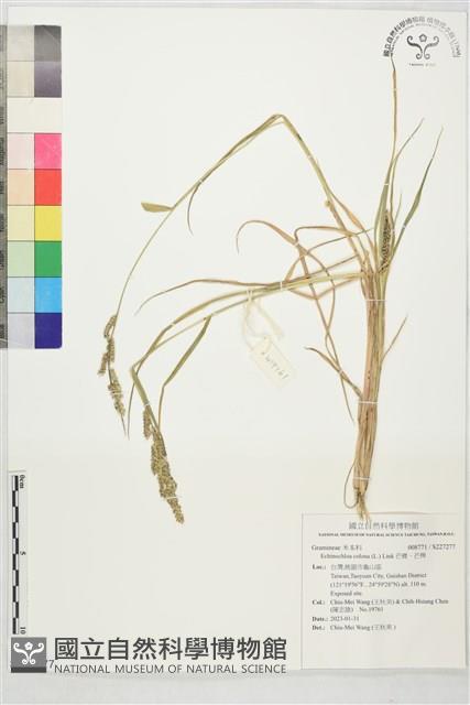 芒稷、芒稗藏品圖，第1張