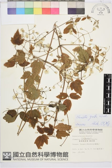 串鼻龍藏品圖，第2張