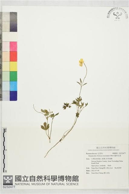 蓬萊毛茛藏品圖，第1張