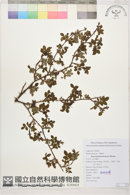 高山薔薇藏品圖，第1張