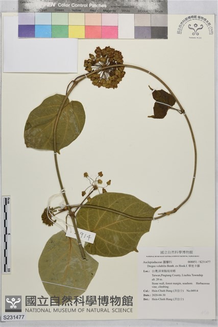 華他卡藤藏品圖，第1張