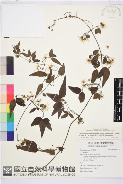 梨山小蓑衣藤藏品圖，第1張