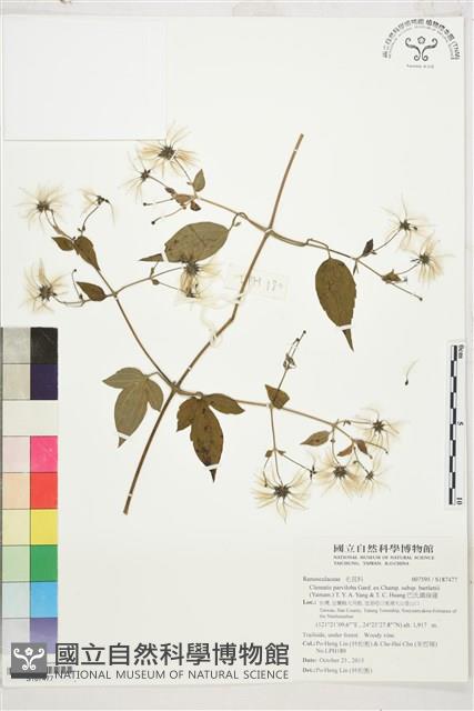 巴氏鐵線蓮藏品圖，第1張