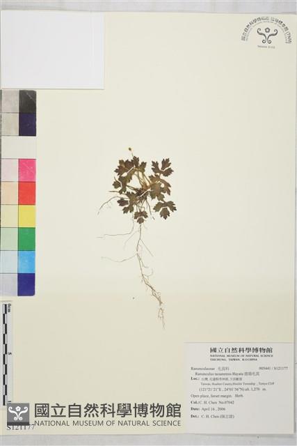 鹿場毛茛藏品圖，第1張