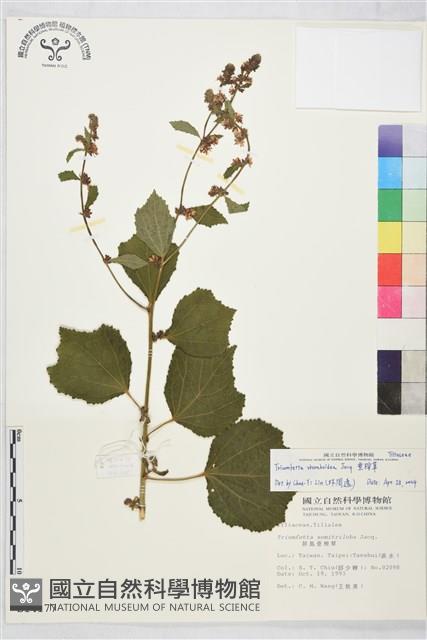 刺蒴麻藏品圖，第1張