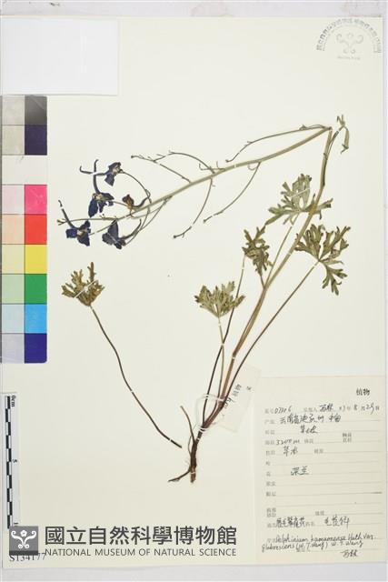 Accession Number:S134177 Collection Image