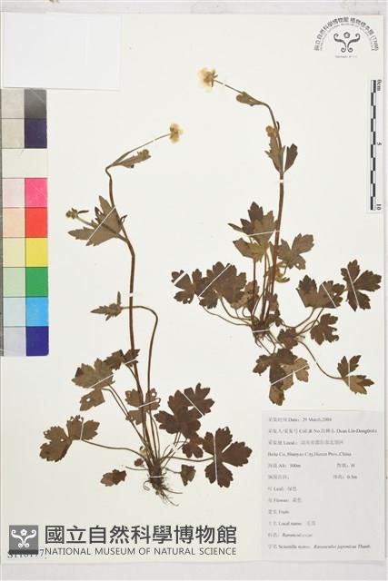 毛茛藏品圖，第1張