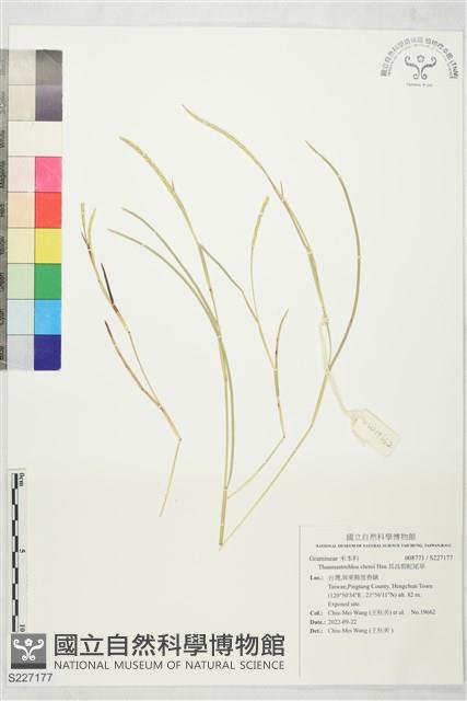 其昌假蛇尾草藏品圖，第1張