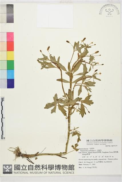 石龍芮藏品圖，第1張