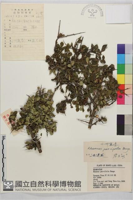 小葉鼠李藏品圖，第1張