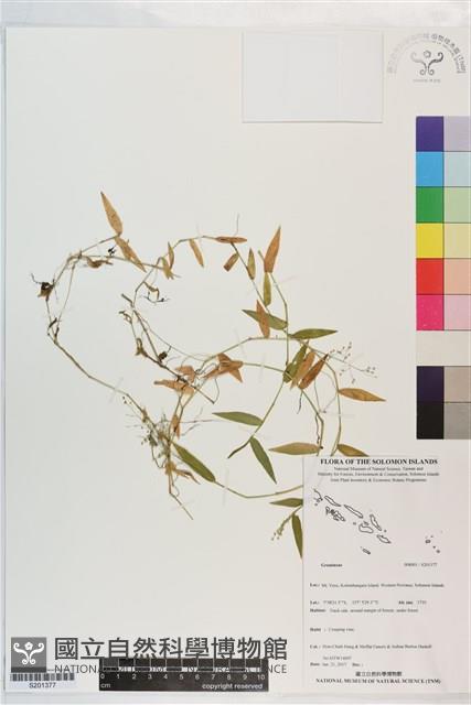 登錄號:S201377藏品圖，第1張