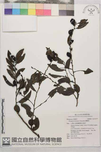 蘭嶼柿藏品圖，第1張