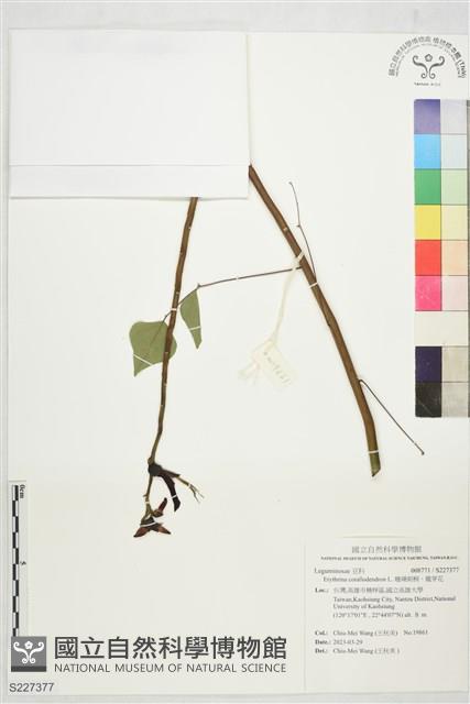 珊瑚刺桐、龍芽花藏品圖，第1張