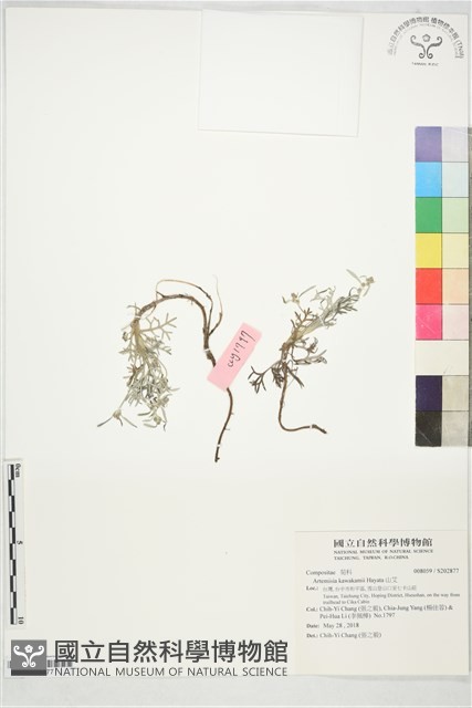 山艾藏品圖，第1張