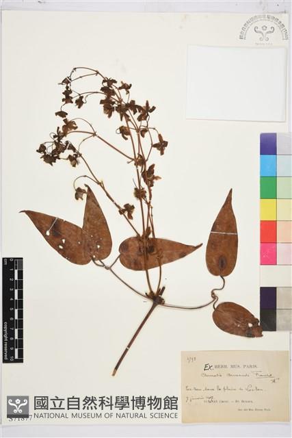 小木通藏品圖，第1張