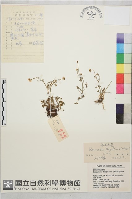 高原毛茛藏品圖，第1張