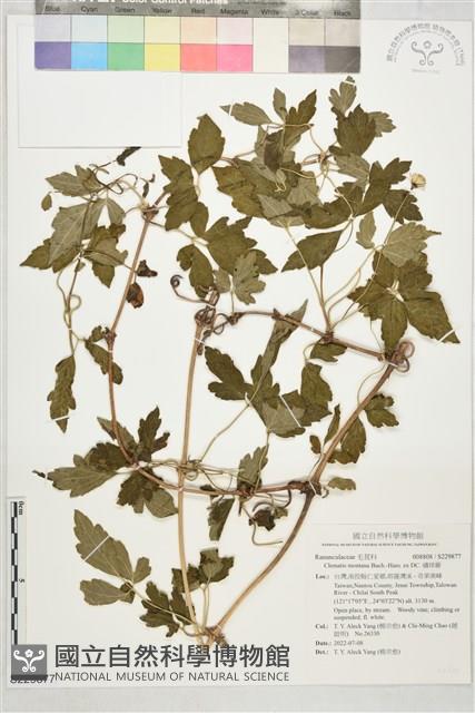 繡球藤藏品圖，第1張