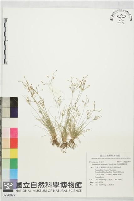 小畦畔飄拂草藏品圖，第1張