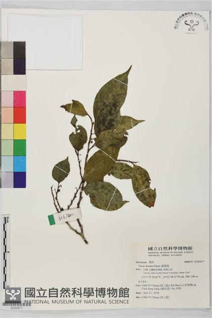 澀葉榕藏品圖，第1張