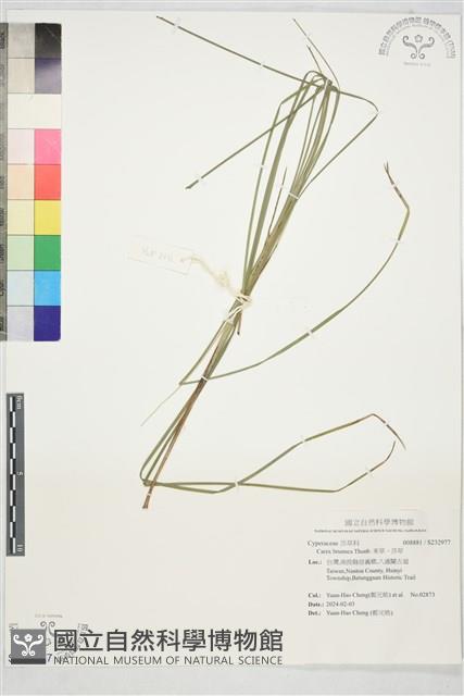 束草、莎草藏品圖，第1張