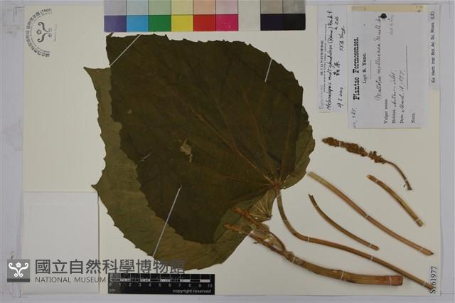 蟲屎藏品圖，第1張