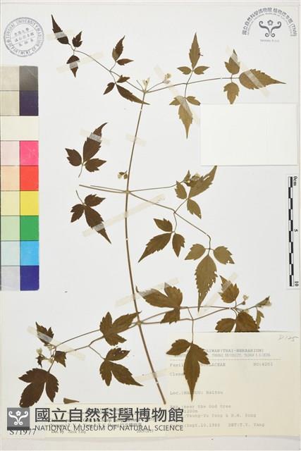 巴氏鐵線蓮藏品圖，第1張