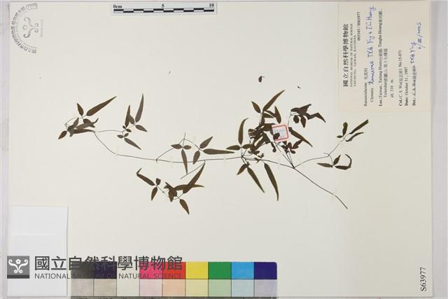 田村氏鐵線蓮藏品圖，第1張