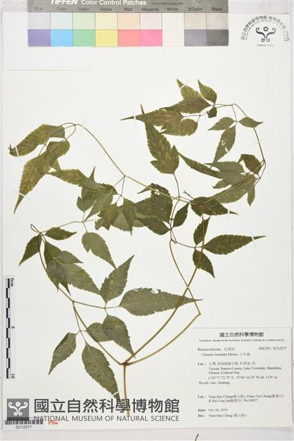 小木通藏品圖，第1張