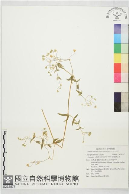 亞毛無心菜藏品圖，第1張
