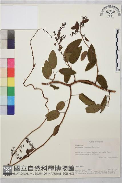 臺灣黃鱔藤藏品圖，第1張