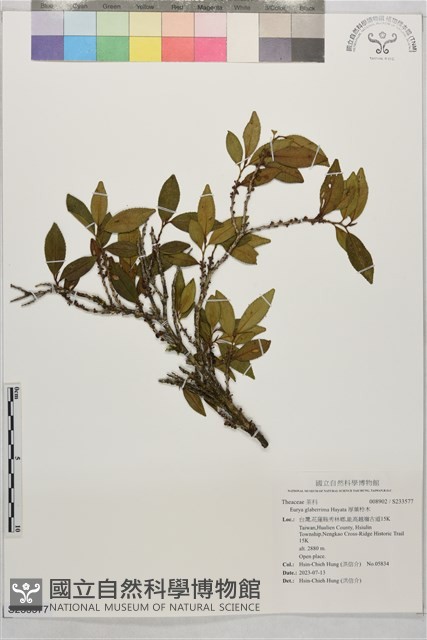 厚葉柃木藏品圖，第1張