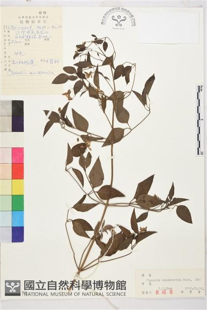 東北鐵線蓮藏品圖，第1張