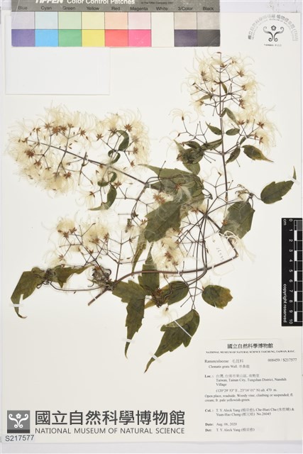 串鼻龍藏品圖，第1張