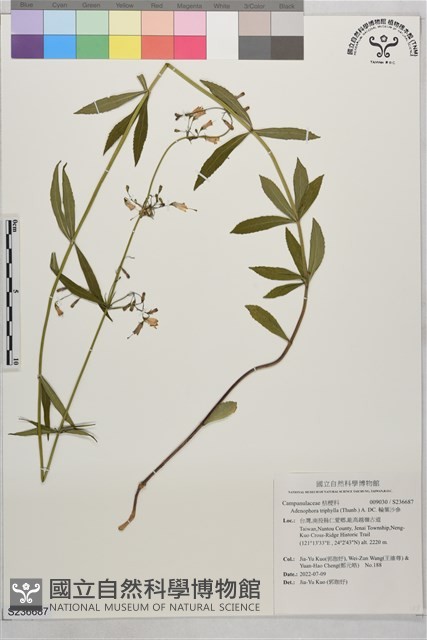 輪葉沙參藏品圖，第1張