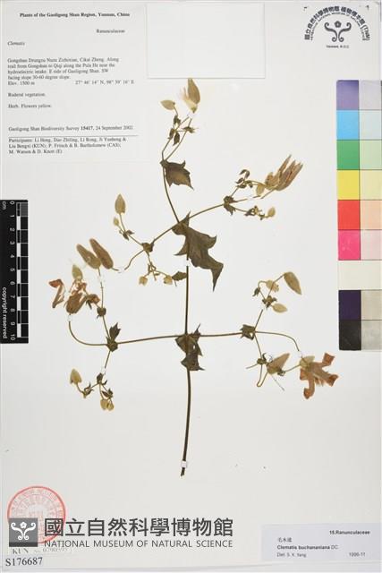 毛木通藏品圖，第1張