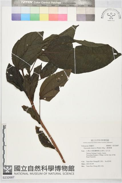 三脈紫麻藏品圖，第1張