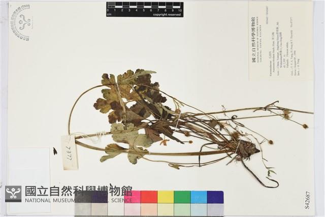 草玉梅藏品圖，第1張