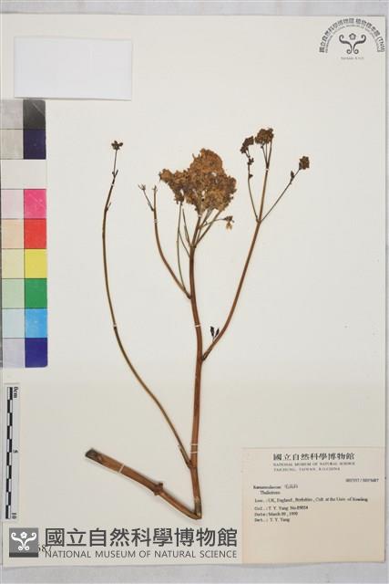 登錄號:S025687藏品圖，第1張